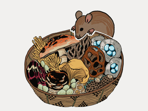 Illustration of a rodent munching above a basket containing an assortment of mushrooms.