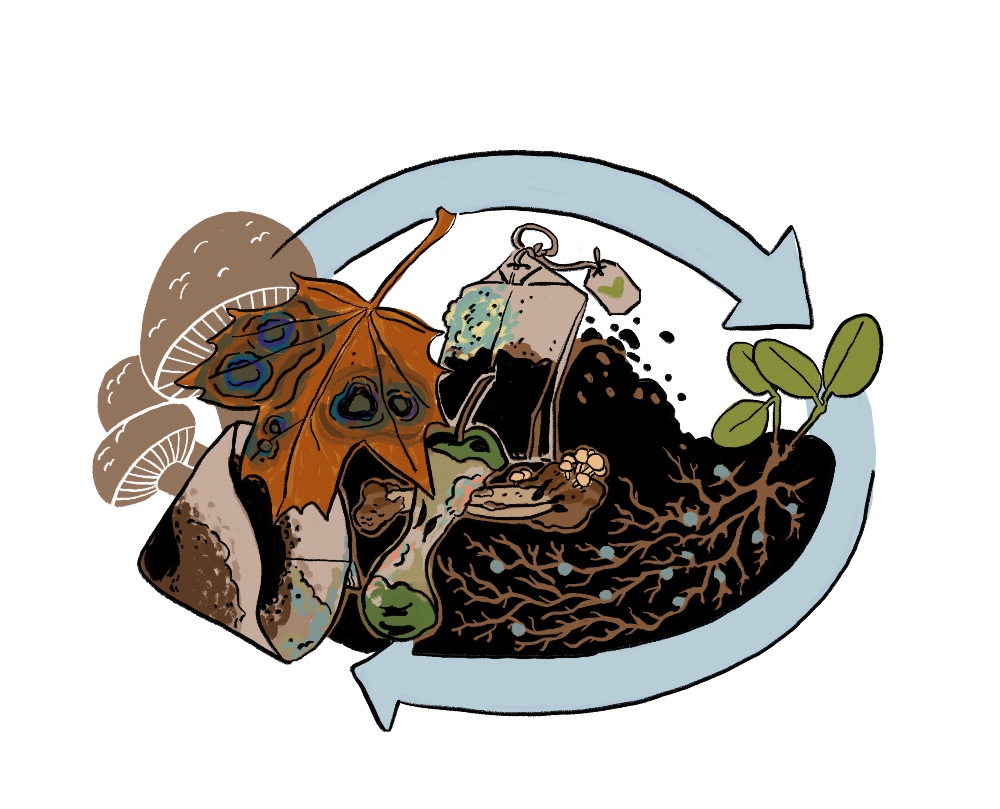 Illustration. On left side, decomposing trash with mold and small mushrooms growing on it: an orange leaf, a coffee filter, a tea bag, an apple core, and a drum stick. On right side, a small plant whose visible roots have small blue fungus nodes on them. Arrows reminiscent of the reduce, reuse, recycle symbol surround image.