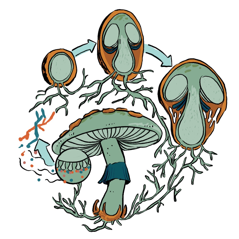Mycology illustrations